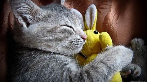 1920x1080 wallpaper / bts ë°©í ì ë ë ¨ é ²å¼¾å° å¹´å £. Cuddle Time with Toy HD Wallpaper | Background Image ...