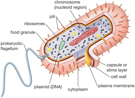 Draw A Prokaryotic Cell And Label It Howtoweardrmartensboots