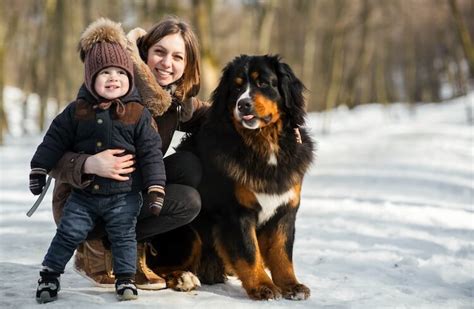 Bernese Mountain Dog Breed Information And Owners Guide All Things Dogs
