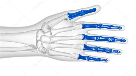 Anatomía ósea De Falanges De Mano De Esqueleto Humano Para La
