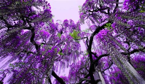 30 Most Beautiful Purple Flowers In The World Hd