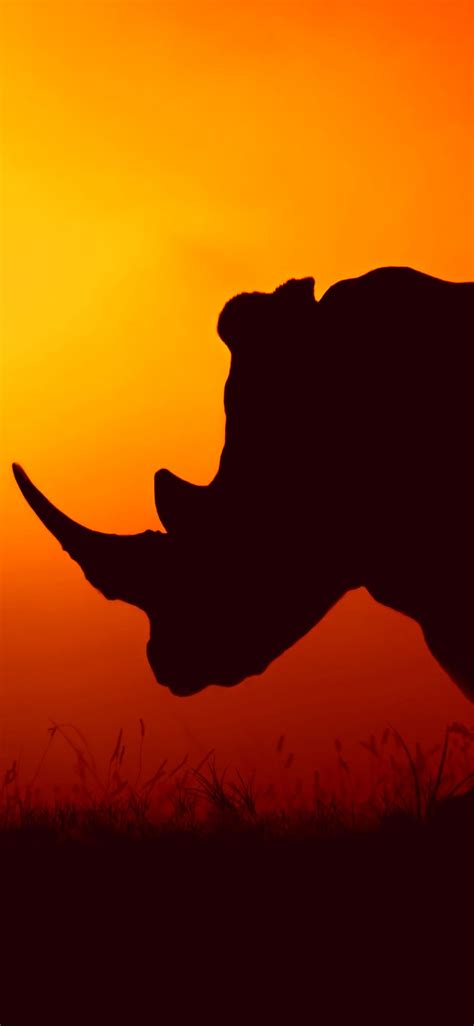 Rhino Animals Nature Rinoceronte Hd Phone Wallpaper Peakpx