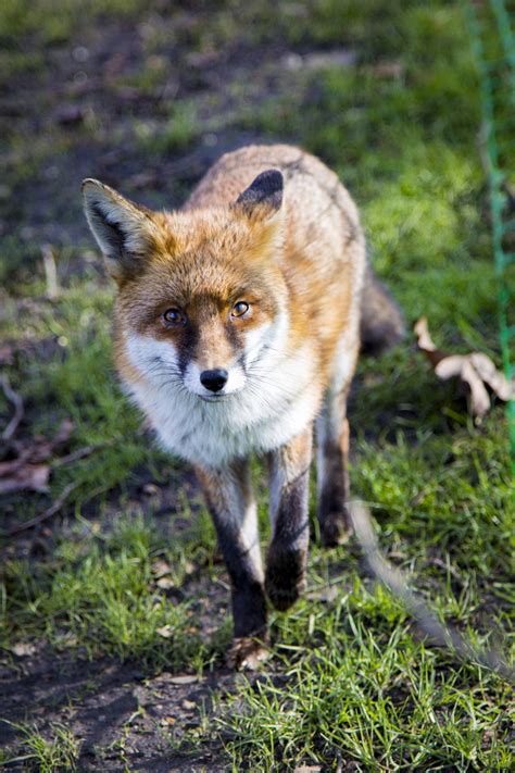 Red Fox Free Stock Photo Public Domain Pictures