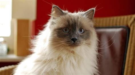The Differences Between Ragdoll And Birman Cats Ehow