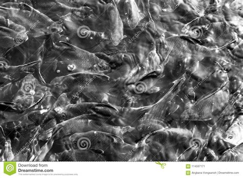 Fauna Animal De La Nadada De Los Pescados Blanco Y Negro Imagen de