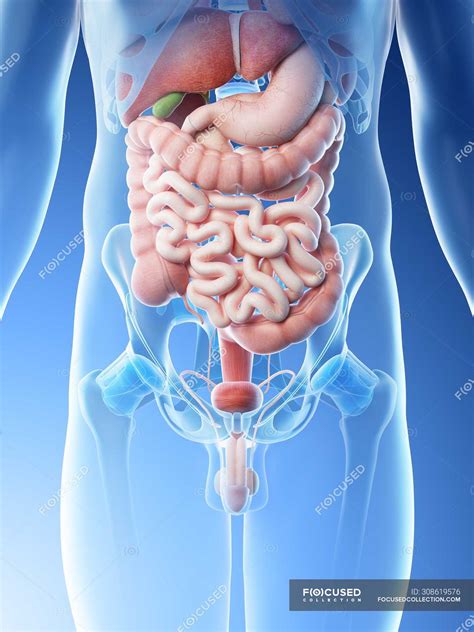 Male Abdominal Organs Midsection Digital Illustration Lumbar Medicine Stock Photo