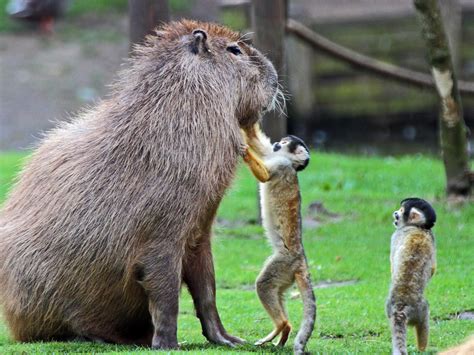 Capybara σκίουρος Monkey Hd Desktop Ταπετσαρία Ευρεία οθόνη Υψηλή