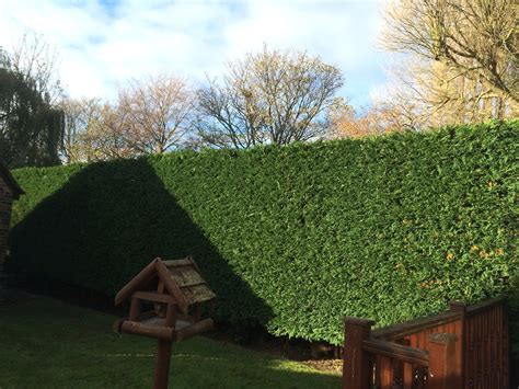 01642 633 103 or 07827 885 245. Cleveland Tree Care | Tree Surgeon, Tree Felling ...