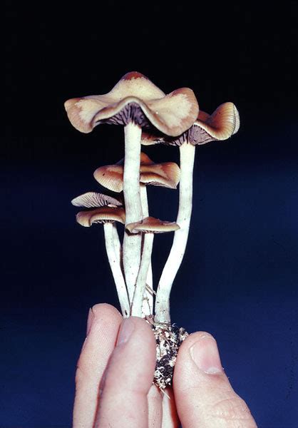 Paul Stamets Psilocybin Mushrooms Of The World All Mushroom Info