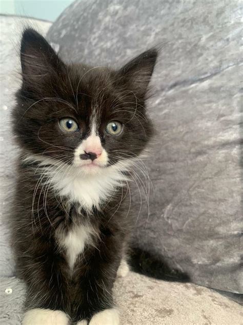 Long Haired Mixed Breed Black And White Kitten In Luton Bedfordshire