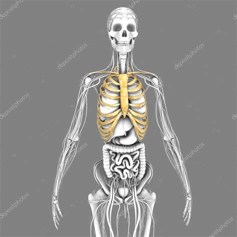 Anatomía De Las Costillas Humanas Fotografía De Stock © Sciencepics