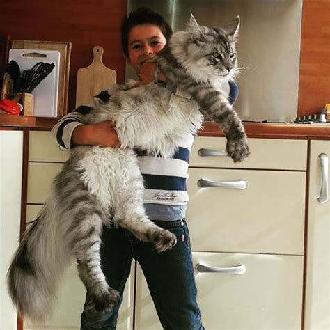 Daily Timewaster Maine Coon Mega Puss