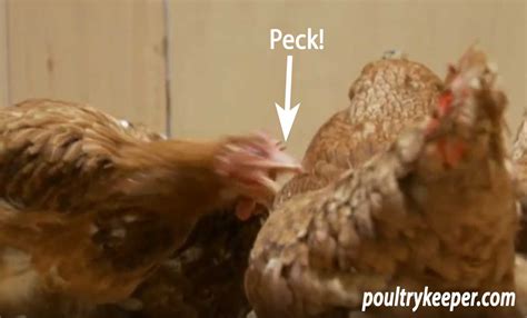 What Is The Pecking Order In Chickens