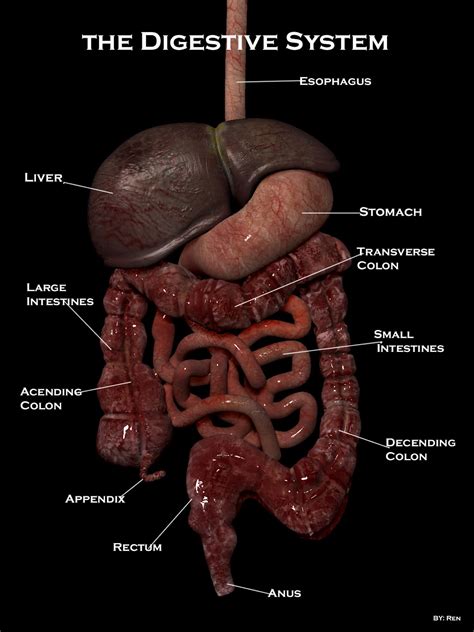Real Human Digestive System