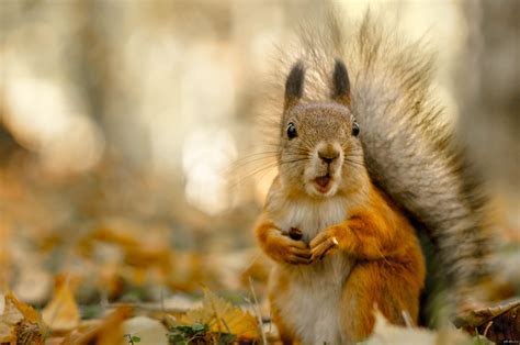 What Do Squirrels Eat And Drink A Comprehensive Guide