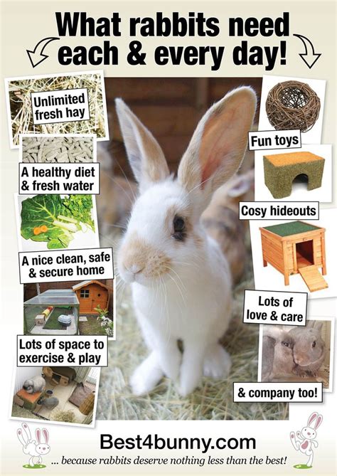 And with the extra time outdoors, our kids are often covered in sand and sunscreen—which means they need to take a bath or shower every night. The 25+ best Rabbit diet ideas on Pinterest | Rabbit food ...