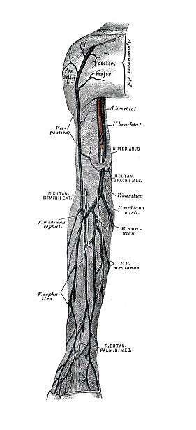 Human Anatomy Scientific Illustrations Arm Veins Stock Illustration