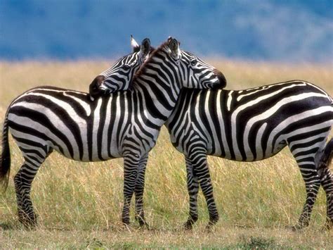 gambar zebra | Indonesiadalamtulisan || Terbaru 2014