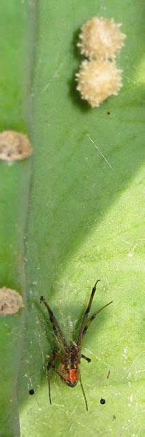 Brown Widow Spider And Eggs 92409 4 Flickr Photo Sharing