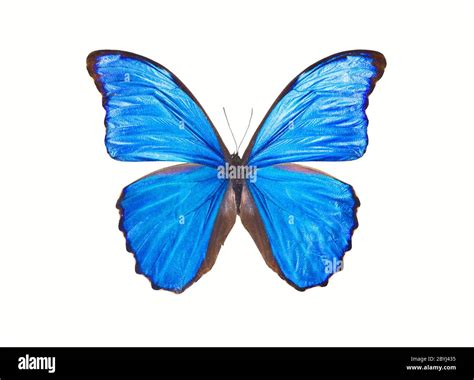 Butterfly Morpho Didius Stock Photo Alamy