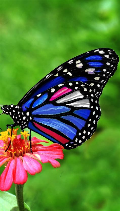 A Beautiful Butterfly About Wild Animals