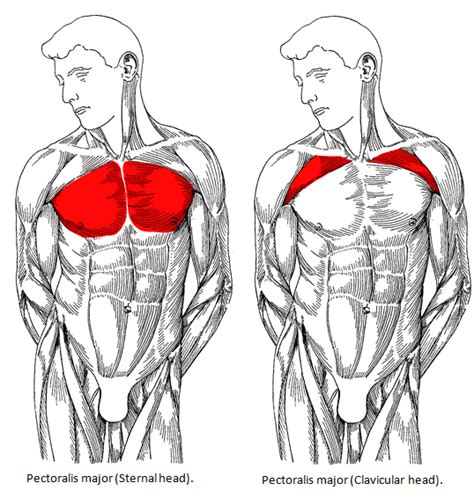 • acromion • clavicle • deltoid ( im injections) • humerus axilla(armpit). Build a Big Chest - The Best Chest Workout for Mass ...