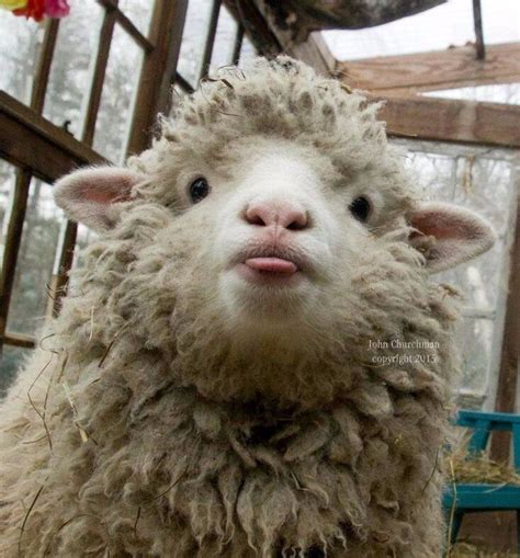 Farm Animals Animals And Pets Funny Animals Alpacas Cute Sheep