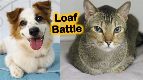 Cat Loaf Vs Dog Loaf Youtube