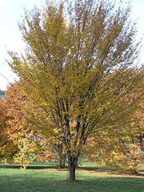 Princeton Elm Tree Ulmus Americana Etsy