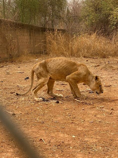 Ngo Wildatlife Urgent Appeal For 47 Starved Animals Burkina Faso Zoo