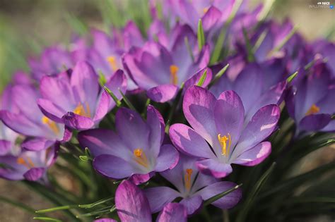 Crocuses Flowers Cluster Purple Nice Wallpapers