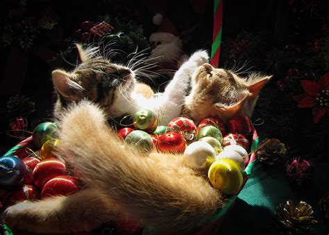 Christmas Season W Two Kittens In Love Kitty Cat Angels W Heads Up