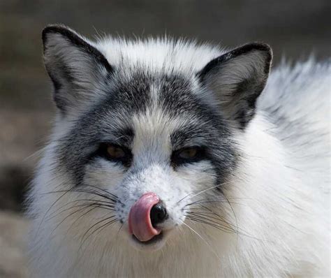 Hidden Awesome And Most Beautiful 7 Fox Species In The World