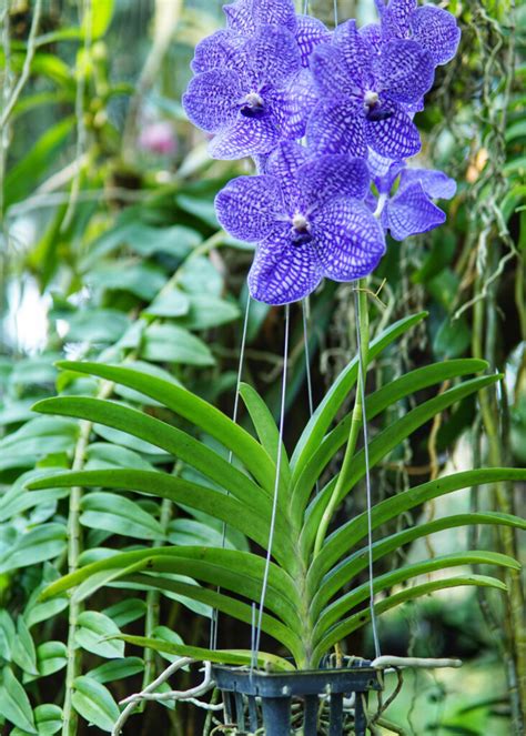 Vanda Orchids Earlswood Garden Centre And Cafe Guernsey
