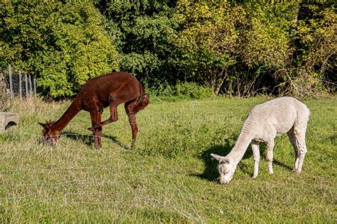 White And Two Brown Shorn Alpacas Stand On A Pasture And Look Curiously