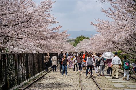 The 10 Best Places To See Cherry Blossoms In Kyoto