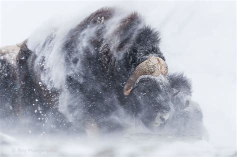 Ice Age Giant Musk Ox Bull Shaking Of Snow After Laying