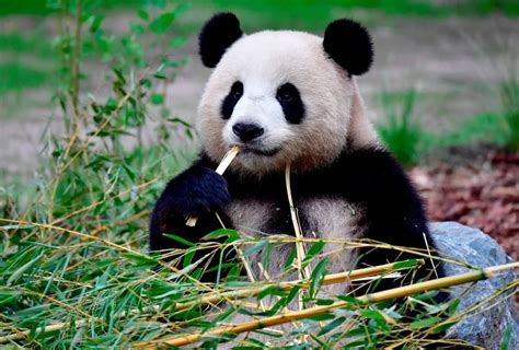 Fossil Discovery Solves Mystery Of How Pandas Became Vegetarian The