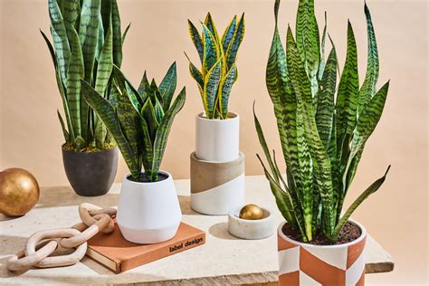 The Best Fake Snake Plant With Comparison Photos Apartment Therapy