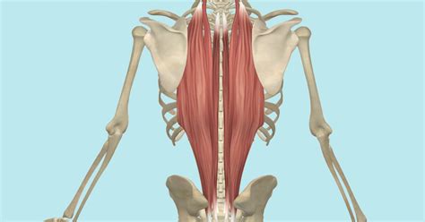 The Erector Spinae Muscles Its Attachments And Actions Yoganatomy