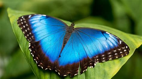 Blue Butterfly Wallpapers And Images Wallpapers