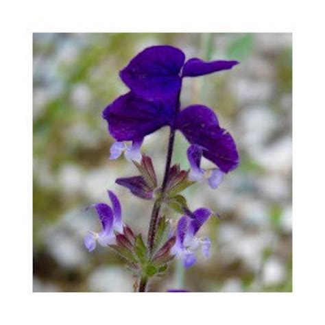 100 Blue Monday Sage Seeds Salvia Hominum Clary Etsy