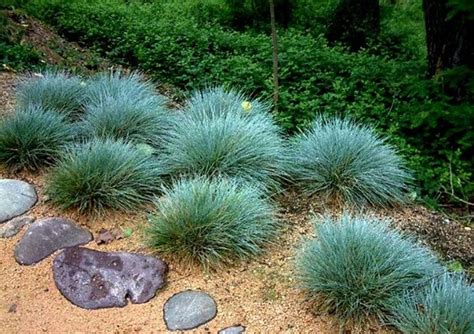 Blue Fescue Grass 100 Seeds Festuca Glauca Ground Cover Perennial