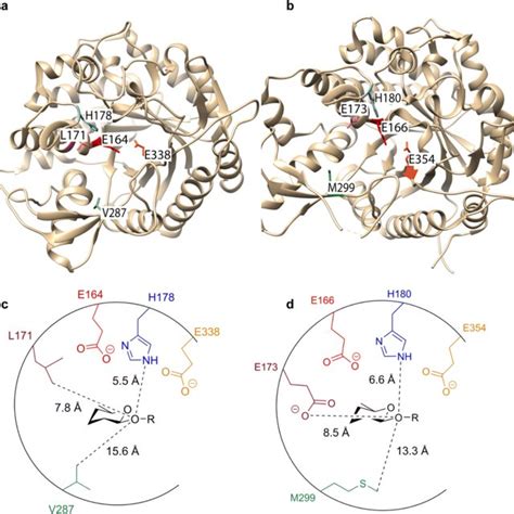 Protein Database Structures Of The Active Sites Of Myrosinase Enzymes