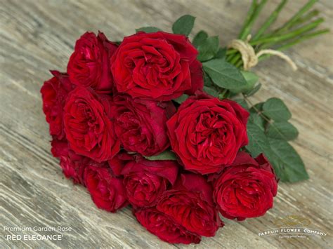 Premium Garden Rose Red Elegance
