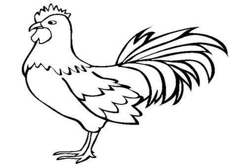 Gambar Mewarnai Binatang Ayam Membantu Anak Belajar Kreativitas Dan