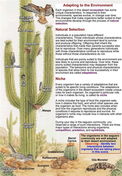 Saguaro Ecosystem Adaptations Desert Ecosystem Ecosystems