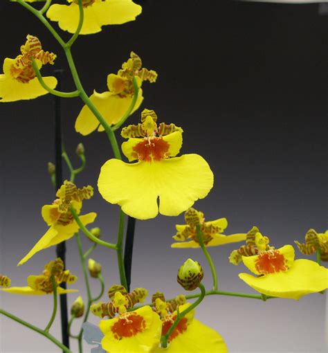 Orchids Oncidium Gower Ramsey 009 Steve Peralta Flickr