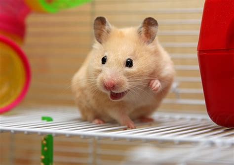 Hamster Como Animal De Estimação Saiba Como Cuidar Desse Pet