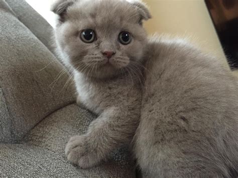 21 Cat Breeds Scottish Fold Sale Furry Kittens